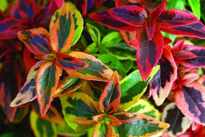 Abelia 'Kaleidoscope' New 2023